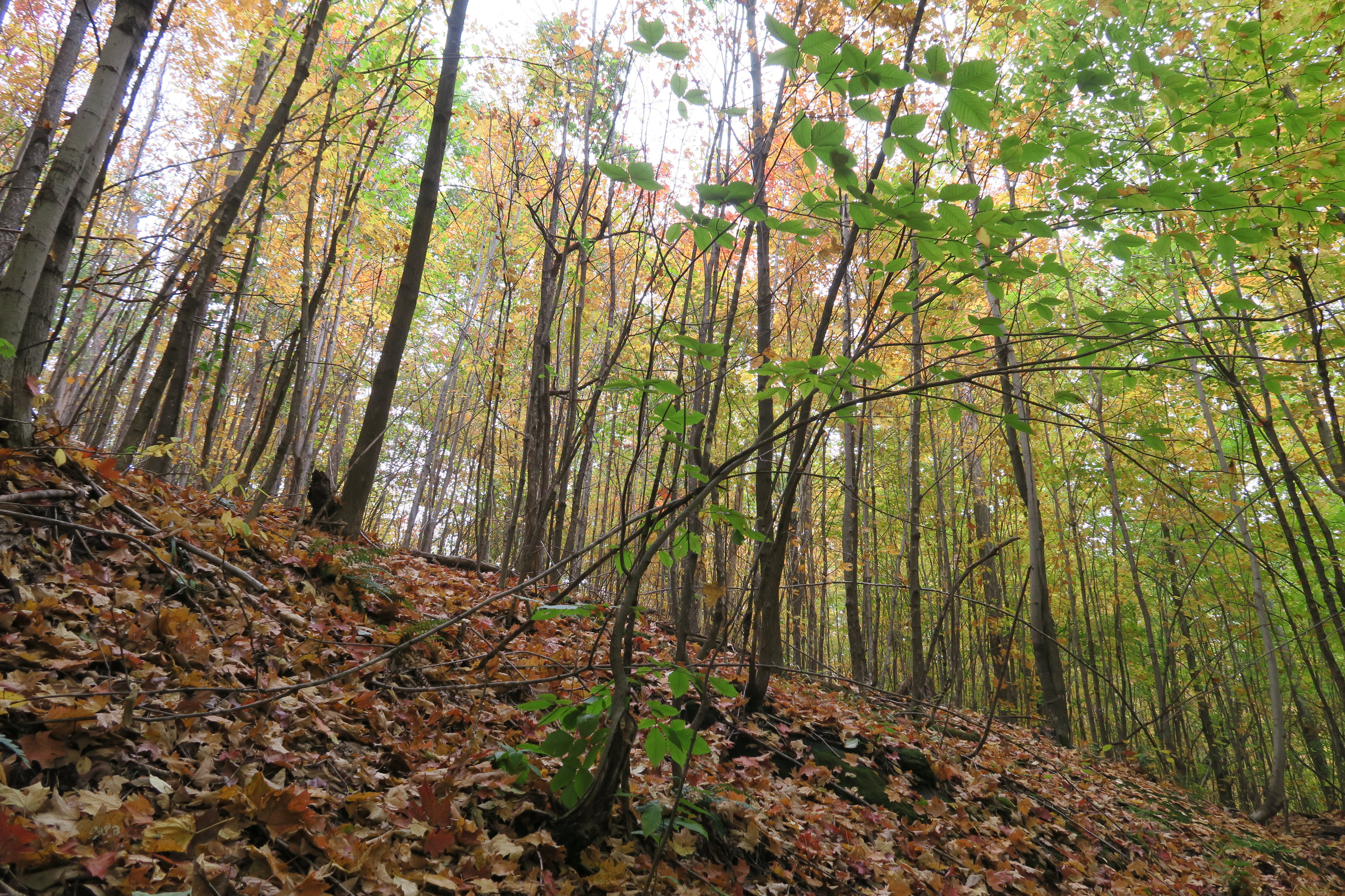 quebec's forests in autumn
